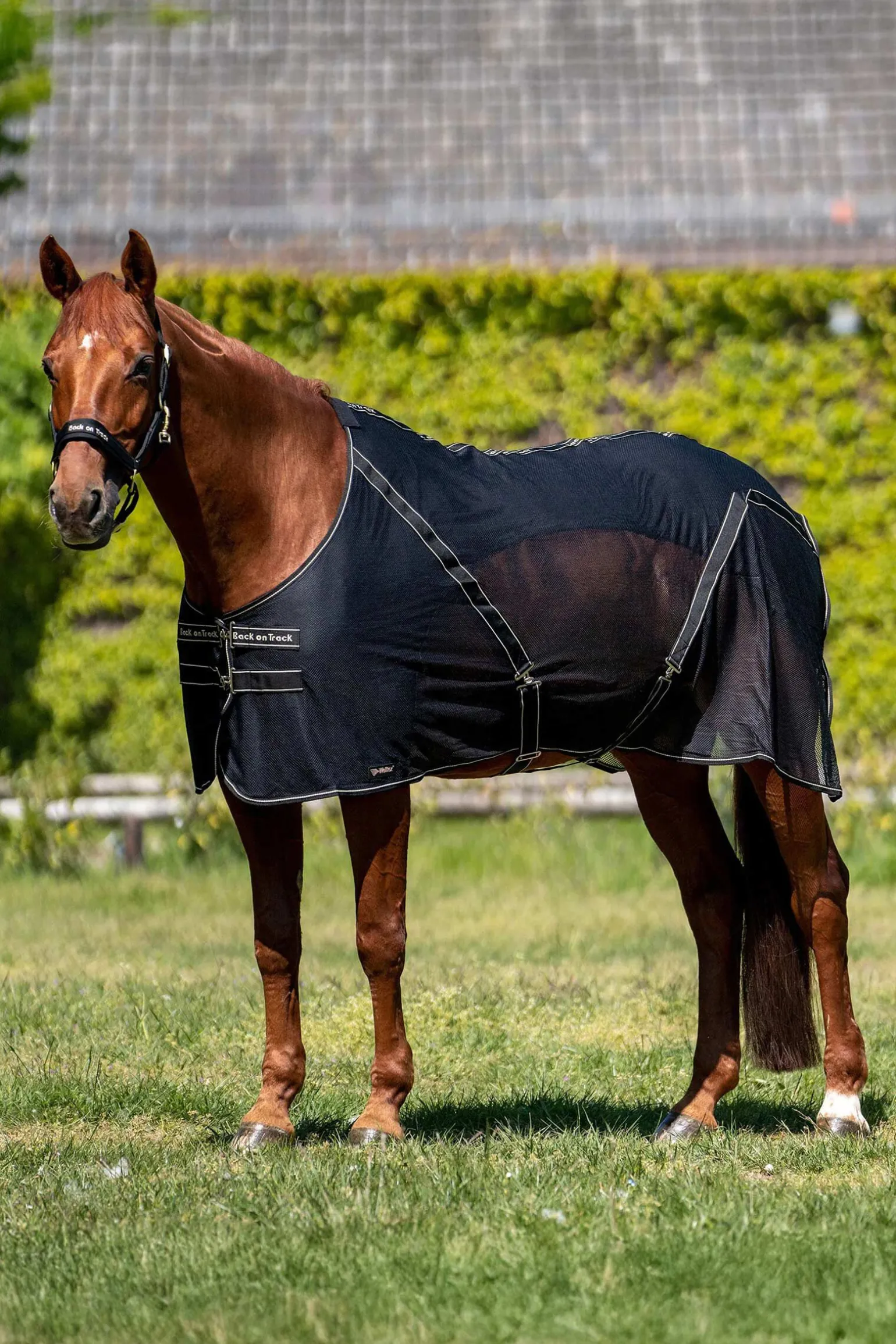 Back on Track Sienna cooler