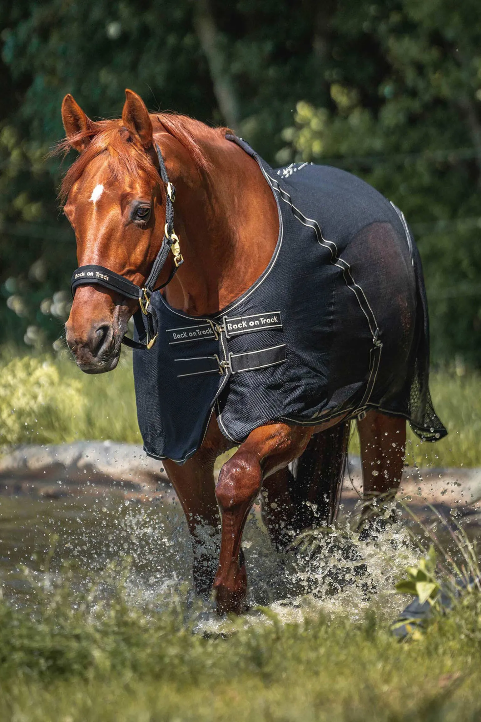 Back on Track Sienna cooler