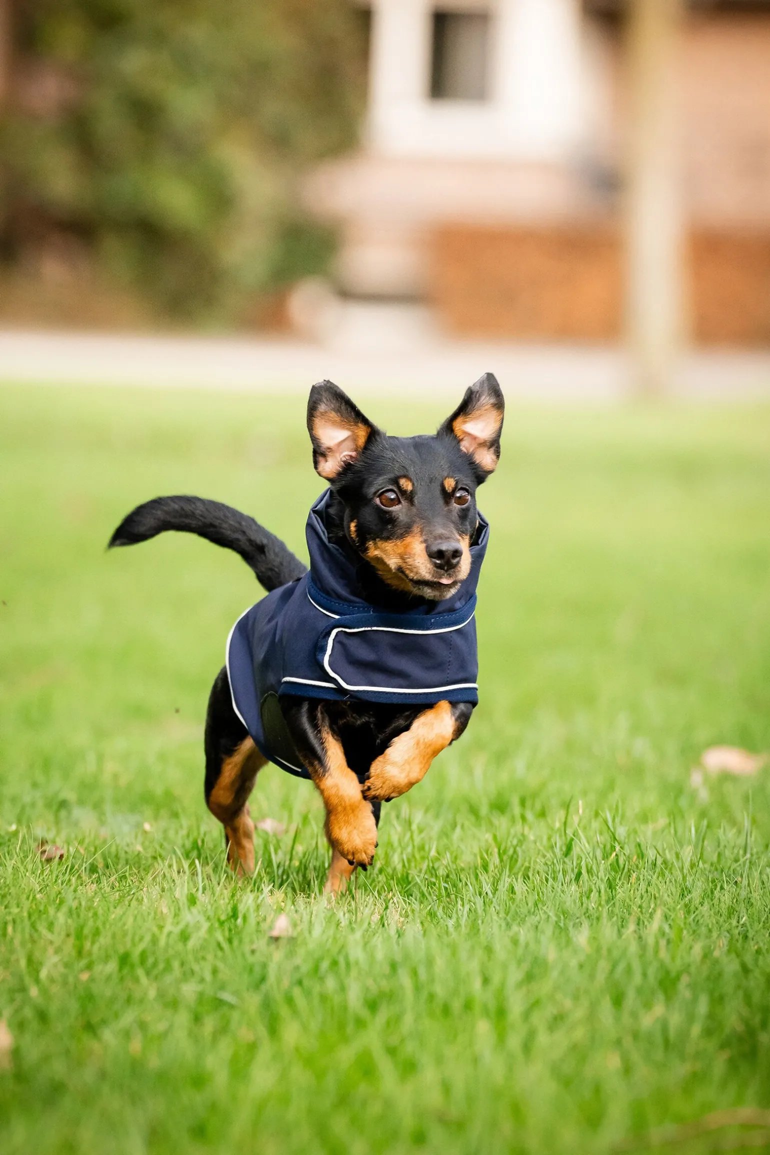 Horseware Signature Hunderegnfrakk