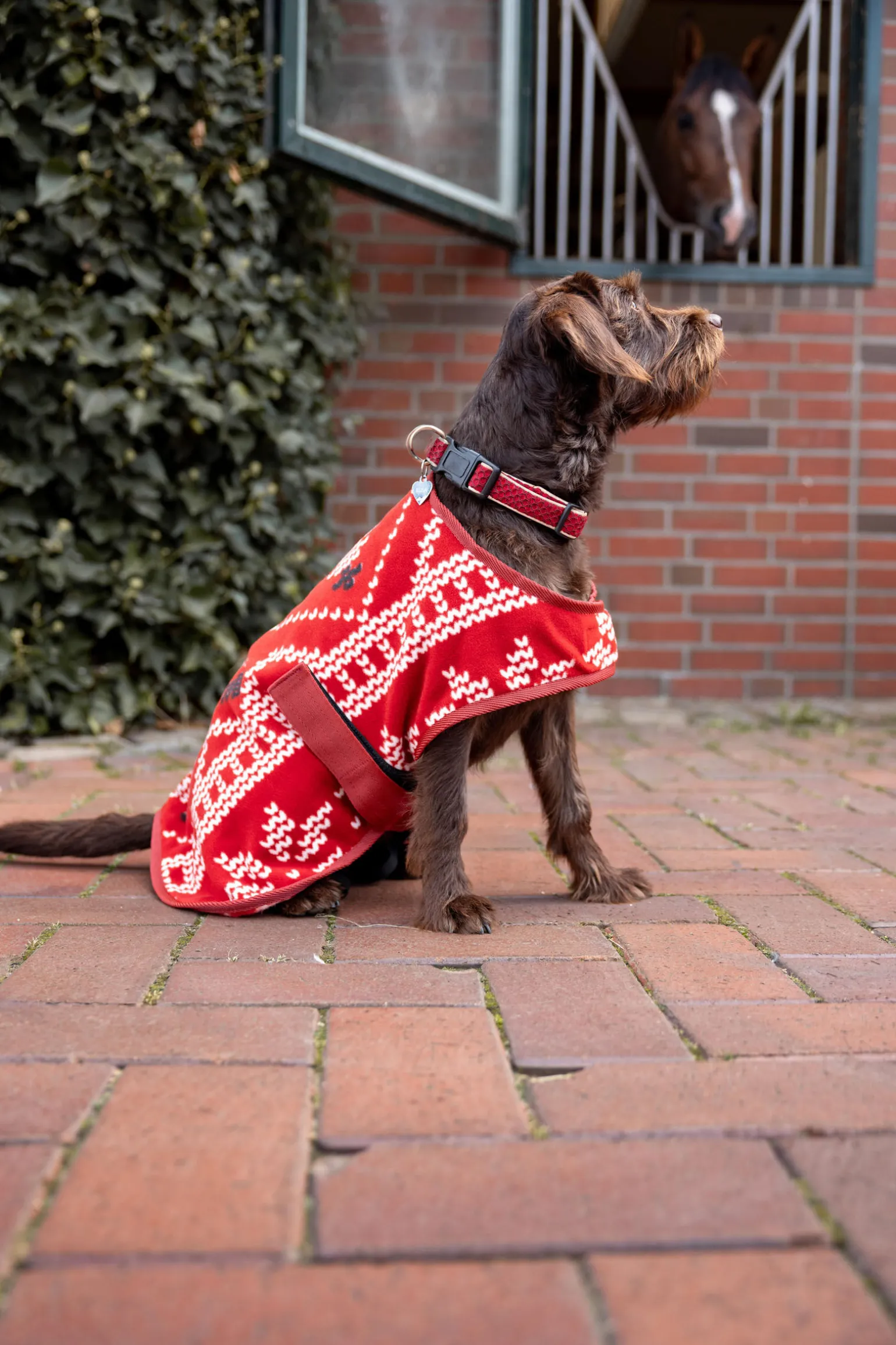 Horze julegenser til hund