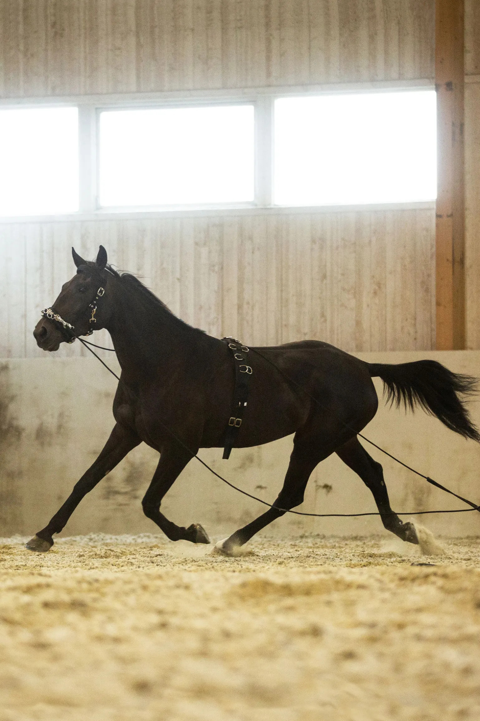 Horze longeringsgjord i nylon