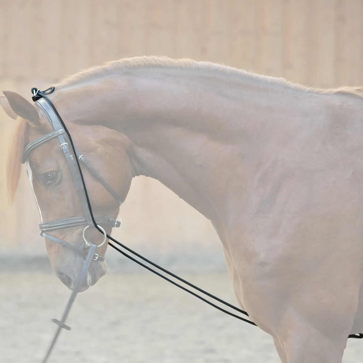 Kavalkade Bungie, elastisk