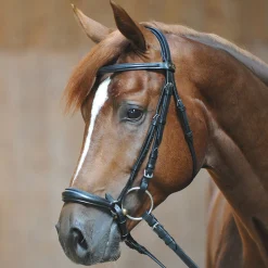 Kavalkade Line ecoline hodelag, hanoveransk nesereim