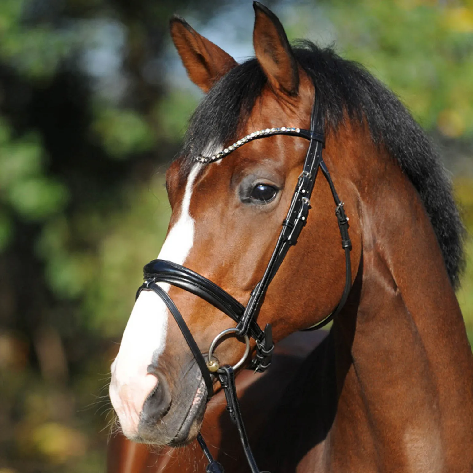 Kavalkade Reyna KavalSH4 hodelag