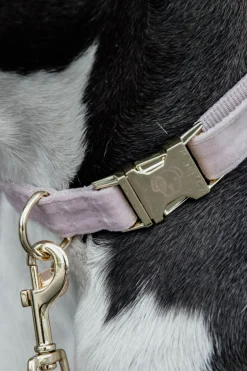 Kentucky Dogwear Velvet hundehalsbånd