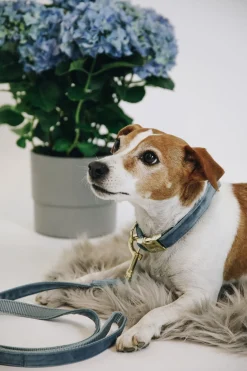 Kentucky Dogwear Velvet hundekobbel