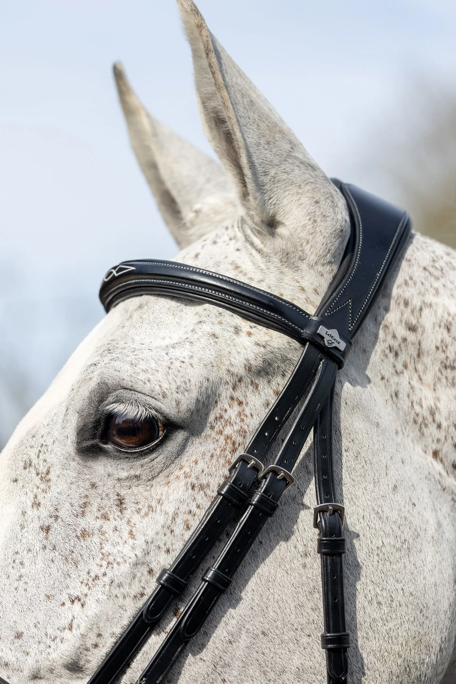 LeMieux Competition Flash hodelag