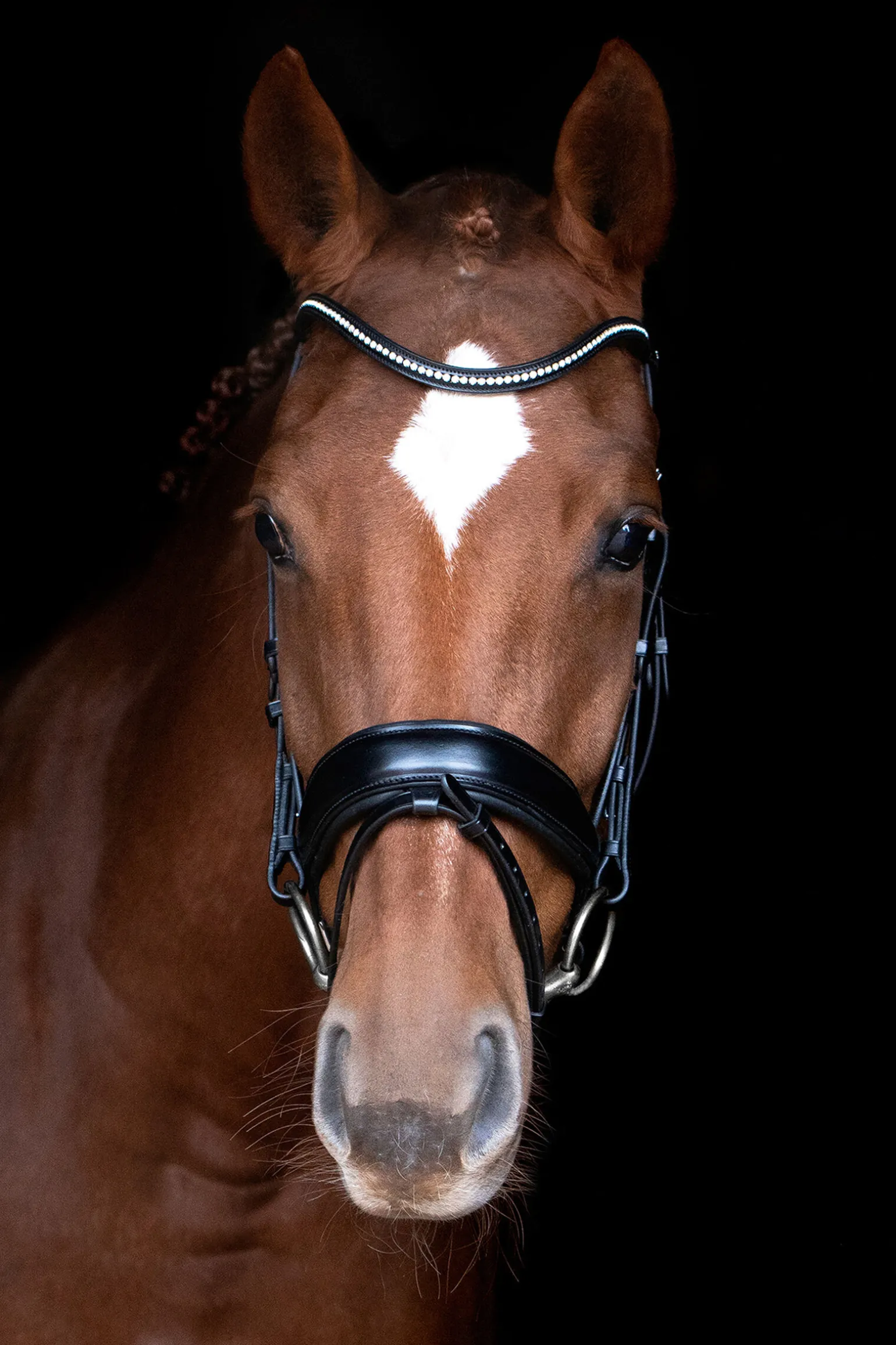 Schockemöhle Sports Stanford anatomisk hodelag