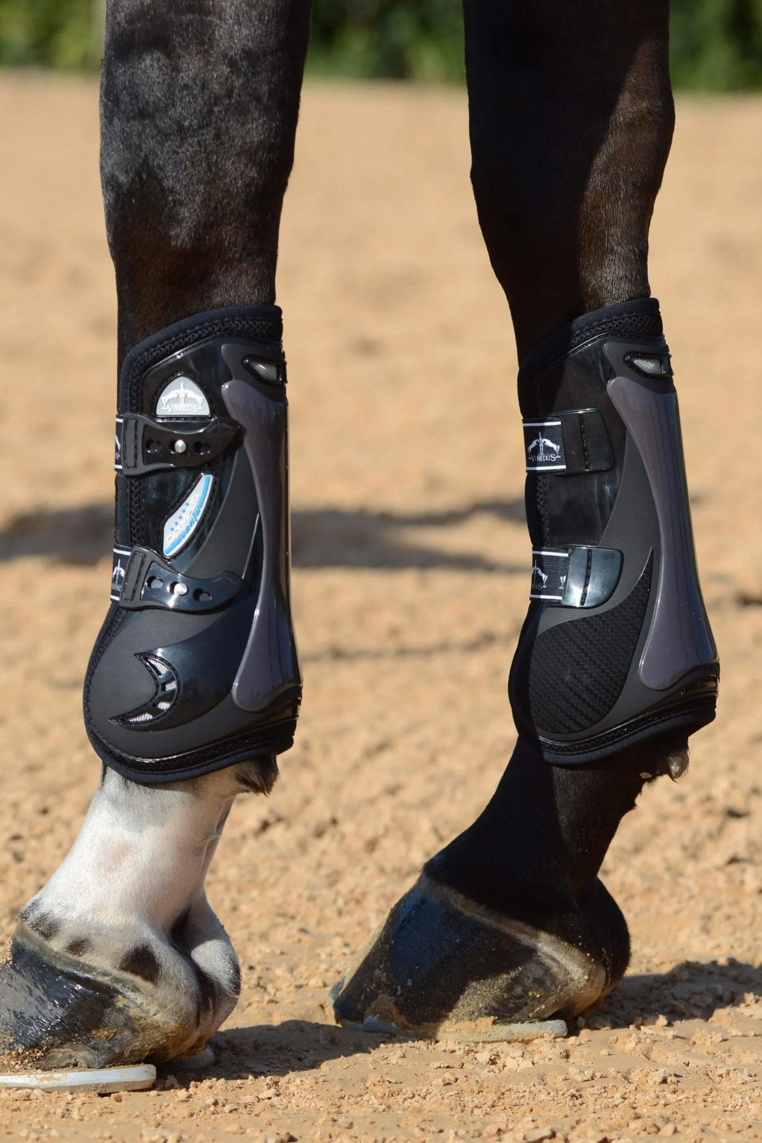 Veredus Olympus Vento senebelegg